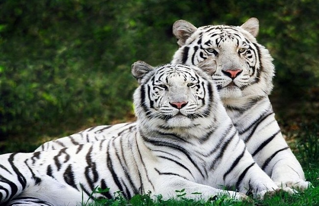 bandhavgarh national park